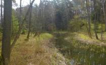 Potok pomiędzy Jeziorem Plesno a Jeziorem Główka w Borach Tucholskich