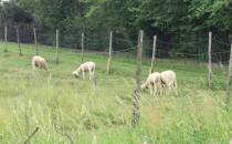 tutejsze owce niektóre w negliżu :)