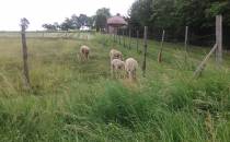 Gniotkowskie owce ;)