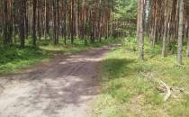 lesna ścieżka