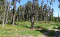 Lasy w okolicach rezerwatu Pałecznica