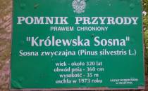 Pomnik przyrody Królewska Sosna