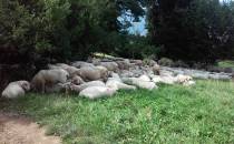 Owce na szlaku