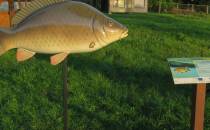 Karp - jeden z modeli ryb z tablicą informacyjna przy promenadzie