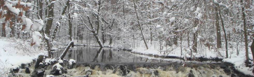 Lasy Janowskie . Zimowy spacer wzdłuż Łukawicy
