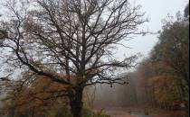 Drzewa pomnikowe nad Jeziorem Otomińskim