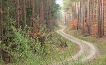 Kręta droga przez las