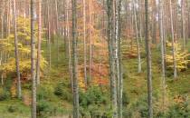 Malowniczy las pod koniec jesieni