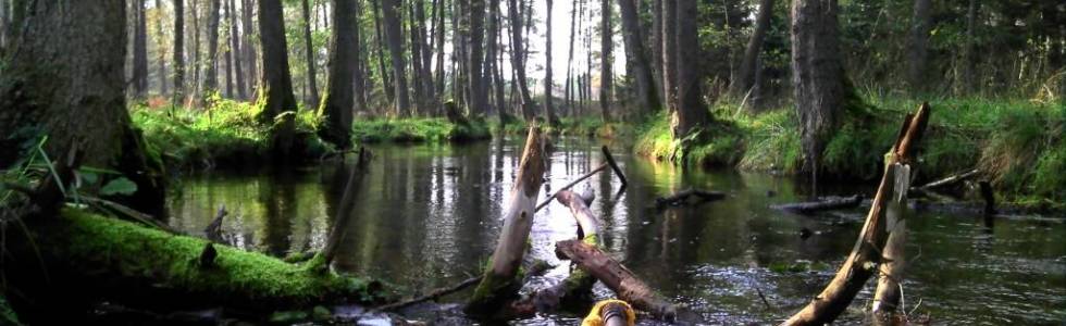 Spływ kajakowy : rzeka Lipczynka : J.Lipczyno Wlk-Sąpolno