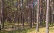 Piękne mazurskie lasy