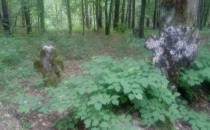 Cmentarz w lesie -Brusno Stare