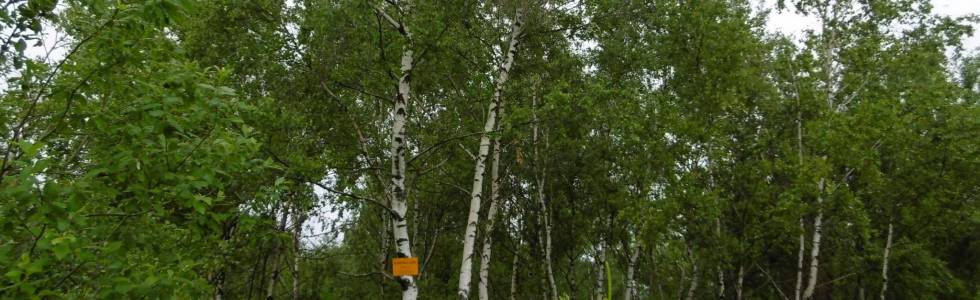 Beskid Makowski: Koskowa Góra