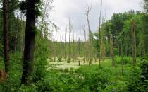 Niesamowity las bukowy