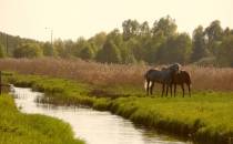 Para koni nad rzeką Rudka