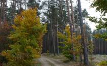 Leśna Rajza w kierunku Koszęcina
