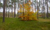 Otaczająca leśna przyroda w jesiennych barwach