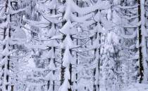 Pięknie zaśnieżony las