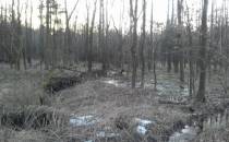 Bobry zbudowały tamę na potoku w Gorzyckim lesie.