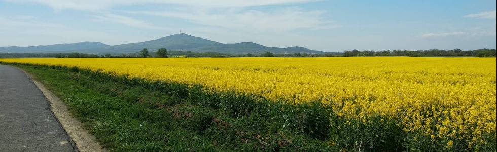 Wieża Bismarcka