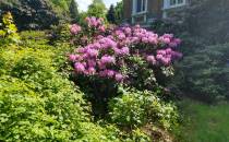 Kwitnące rododendrony - przy Pałacu Ballestrema