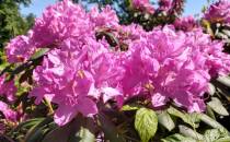 Kwitnące rododendrony - przy Pałacu Ballestrema