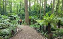 Fern Garden