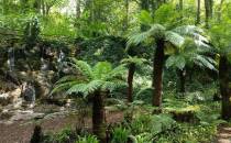 Fern Garden