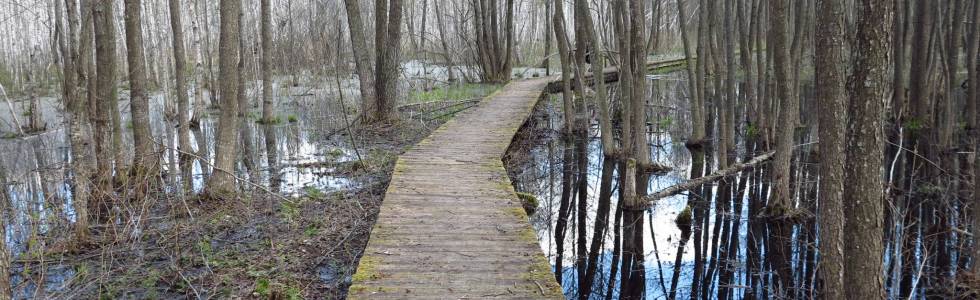 Biebrzański Park Narodowy - Grzędy