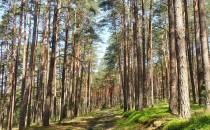Piepiękne lasy Borów Tucholskich