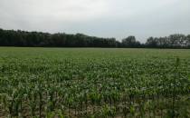 Pole kukurydzy za cmentarzem niemieckim