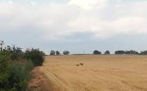 Sarny na polach w okolicy Lipnicy