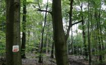 Bukowy las