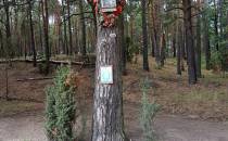 Kapliczka na drzewie w Zygmuntówku