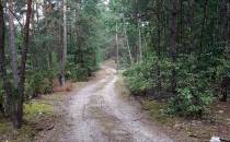 Piaszczysta droga w lesie przed Strugami