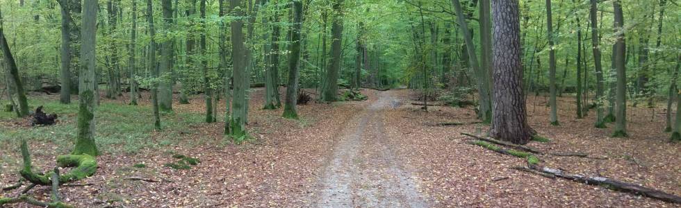 Trasa 04_10_2019 Lasy Barbarki i Piwnicki Park Krajobrazowy12:41