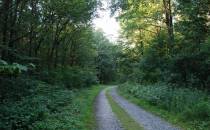 Początek szlaku - szutrowa droga w lesie Żakowiec