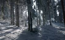las w zimowej szacie