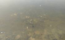 śnięte ryby na zbiorniku bocznym Goczałkowic