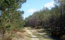 Leśna trasa pieszo-rowerowa przez Nadmorski PK
