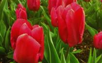 Gdyńskie Tulipany