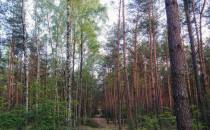 Las nieporęcki