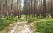 Droga leśna do Grochowic