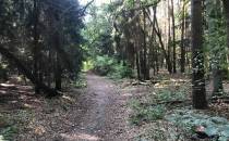Wąska ścieżka pięknym lasem