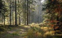 Las w Janowie Lubelskim