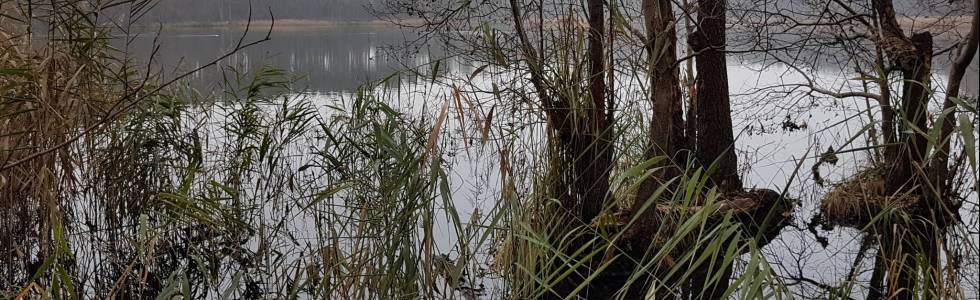 Odkrywanie Puszczy Rzepińskiej 6 - Śladami A. Strecha