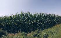 Pola kukurydzy