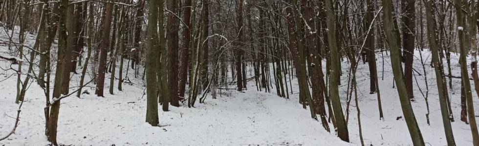Nordic walking w lesie Brwileńskim