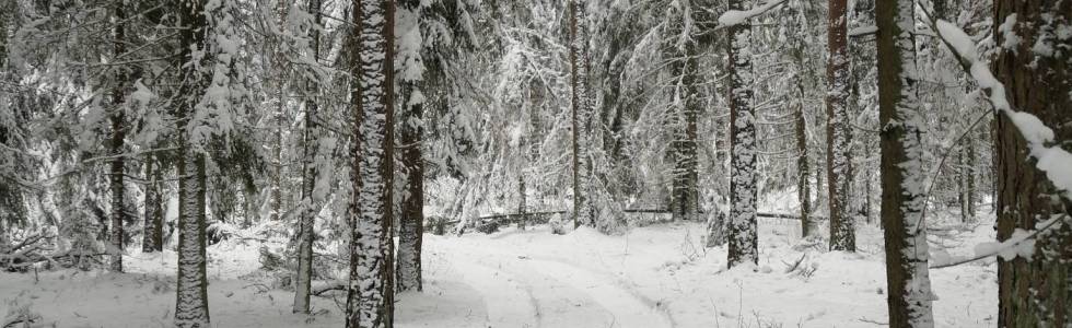 Las między Krasnem a Pólkiem zimą Trasa 02_02_2021 14:11