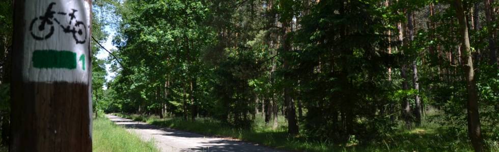 Szlak zielony mieleński-tam i z powrotem po lasach