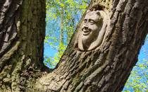 Drzewo w parku z płaskorzeźbami Marcina Rożka
